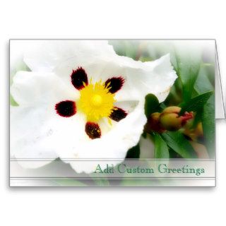 Pure White & Bright Blossom flower Greeting Card