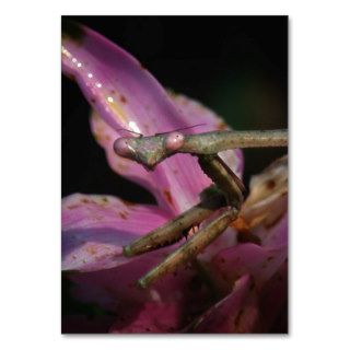 Pink Mantis Macro ATC Photo Card Business Cards