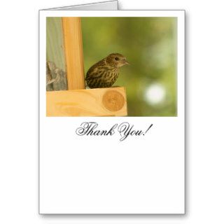 Warbler Having a Snack; Thank You Greeting Cards