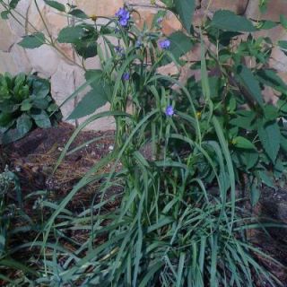 OnlinePlantCenter 1 gal. Concord Grape Spiderwort Plant T1333CL