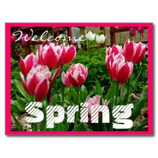 Welcome Spring Pink Tulips Postcard