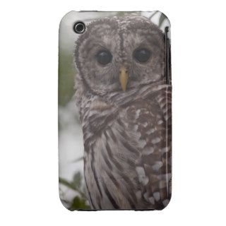Juvenile Barred Owl (Strix varia) iPhone 3 Case Mate Cases
