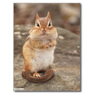 Cute Fat & Fluffy Chipmunk Postcard