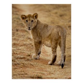 Lion Cub Looking Back Print