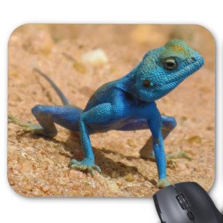 Blue Agama Sinaita Lizard Mouse Pads