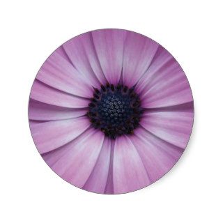 Purple Gerbera Daisy Flower Sticker