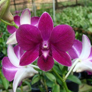 X542 Orchid Plant Dendrobium Charack Red Grocery & Gourmet Food
