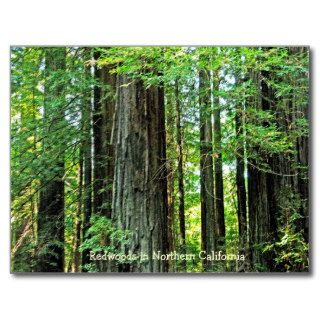 Redwoods in Northern CA Postcard