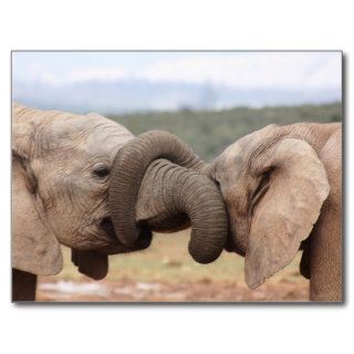 elephant trunks tied up postcard