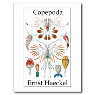 Copepoda by Ernst Haeckel Post Cards
