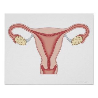 Female Reproductive System 2 Poster