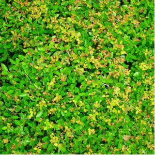 Green leaves Japanese holly bush Photo Cut Out