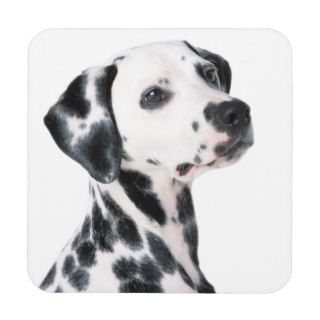 Dalmatian dog beautiful photo, gift coasters