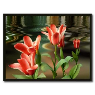 Tulips beside calm waters post cards