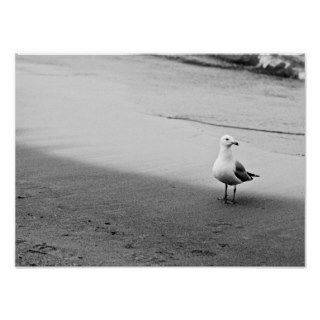 Atlantic Seagull In Black and White Posters
