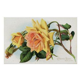 California Roses c1915 Vintage Posters