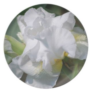 White iris flower and its meaning party plate