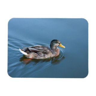 Swimming duck flexible magnets