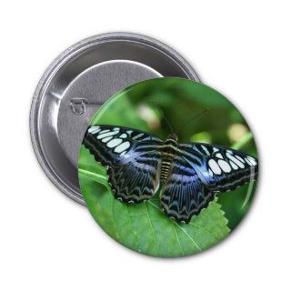 Banded Purple Wing Butterfly Pinback Buttons
