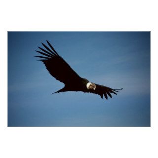 Chile / Andean Condor / Poster