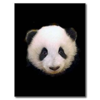Baby Panda Post Cards
