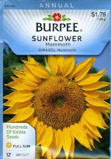 Burpee 57745 Sunflower Mammoth Seed Packet  Flowering Plants  Patio, Lawn & Garden