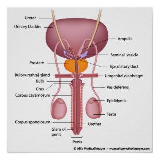 Male reproductive organs, dorsal view, labeled posters