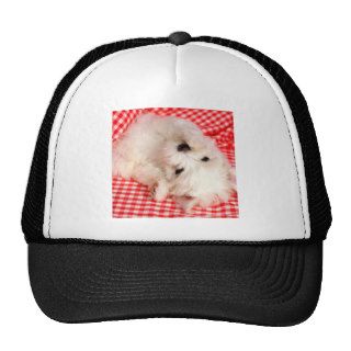 Dog Rolling Around Hats