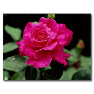 Hybrid Tea Rose 'Pink Peace' Roses Postcards