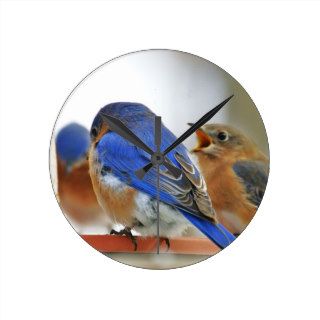 Blue birds coming for thawed water in the winter 2 round clocks