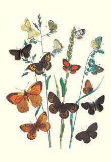 Buy Enlarge 0 587 07503 1P12x18 Butterflies  L. Roboris, P. Orion, et al.  Paper Size P12x18   Prints