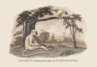 Buy Enlarge 0 587 13645 6P20x30 Monkeys at Cubbeer Burr  Paper Size P20x30 Toys & Games