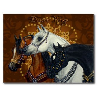 Desert Kings Arabian horses postcard