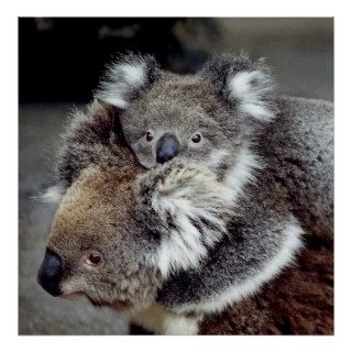 Koala Bears Poster
