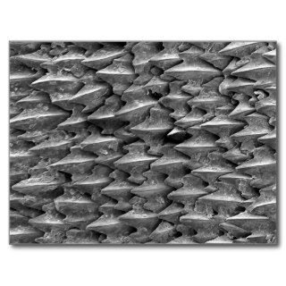 Great White Shark Scales Post Card