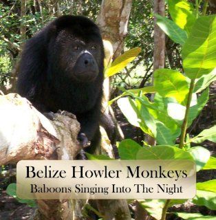 Belize Bruce's Howler Monkeys Baboons Singing Into The Night Music
