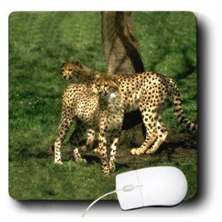 mp_643_1 Wild animals   Cheetah   Mouse Pads Computers & Accessories