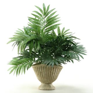 Parlor Palm in Ceramic Planter