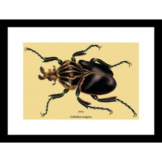 Buyenlarge Beetle African Goliathus Magnus #2 Framed and Matted Print