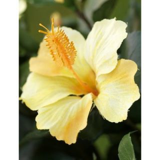 Flora Novara 42 Artificial Hibiscus Plant with Yellow Flowers