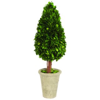Water Drop Shaped Boxwood Topiary