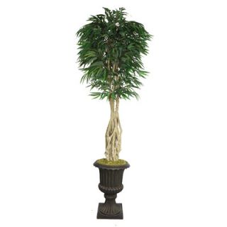 Laura Ashley Home Tall Willow Ficus Multiple Trunks Tree in Urn