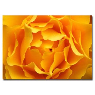 Trademark Art Hypnotic Yellow Rose by Kurt Shaffer Photographic