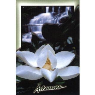 Alabama To Idaho Souvenirs Arkansas Postcard 12164 Arkansas Magnolia (Pack Of 750) Pack Of 750 Pcs  Tweezers  Beauty