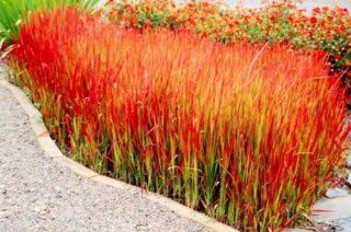 Japanese Blood Grass   Imperata cylindrica 'Red Baron'   4" Pot  Grass Plants  Patio, Lawn & Garden
