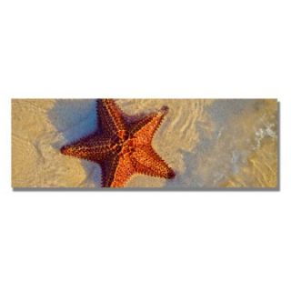 Starfish Wall Art by Preston   Photography