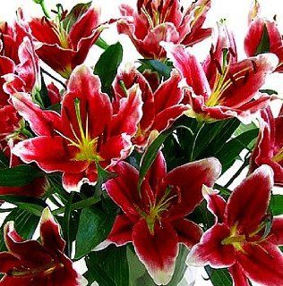 Cobra Hybrid Oriental Lily  2 Bulbs Deep Red  Lily Plants  Patio, Lawn & Garden