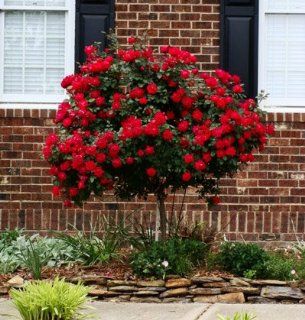 2 3 ft.   Knockout Rose Tree  Shrub Plants  Patio, Lawn & Garden
