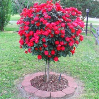 2 3 ft.   Knockout Rose Tree  Shrub Plants  Patio, Lawn & Garden