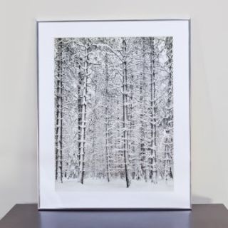 Pine Forest in the Snow, Yosemite National Park Framed Wall Art   Photography
